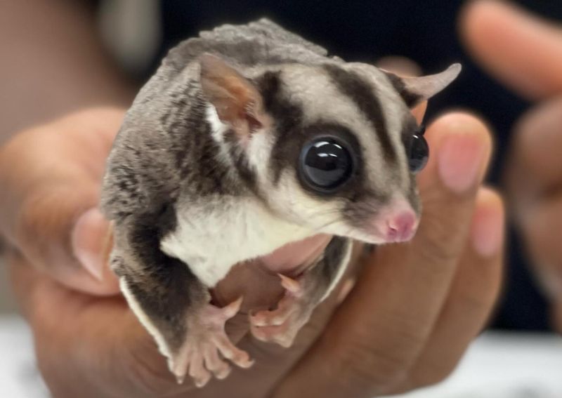 Carousel Slide 4: Pocket pet veterinarians