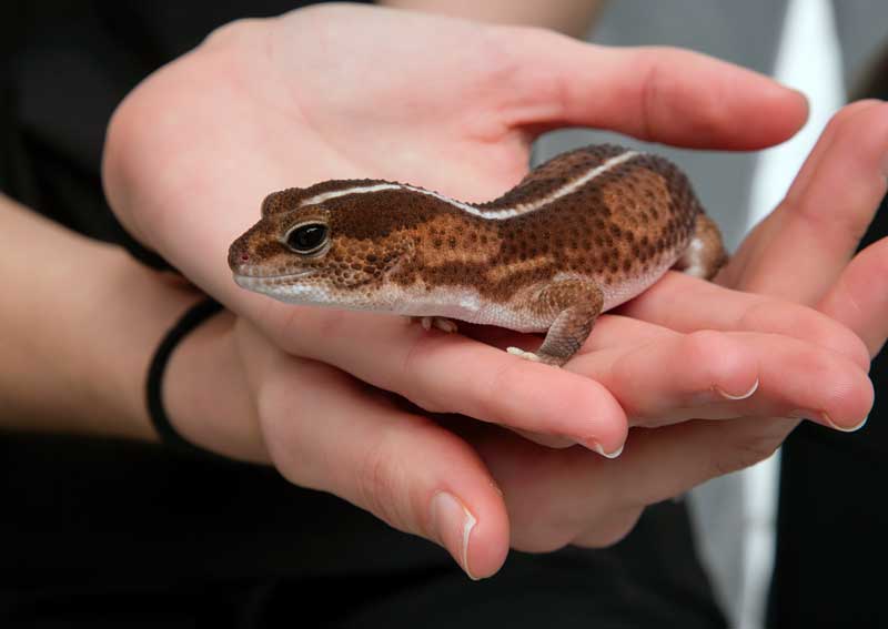 Carousel Slide 6: Reptile veteriarians