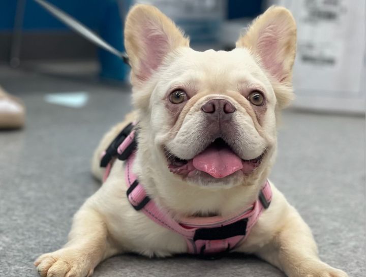 Preventive Care for Dogs